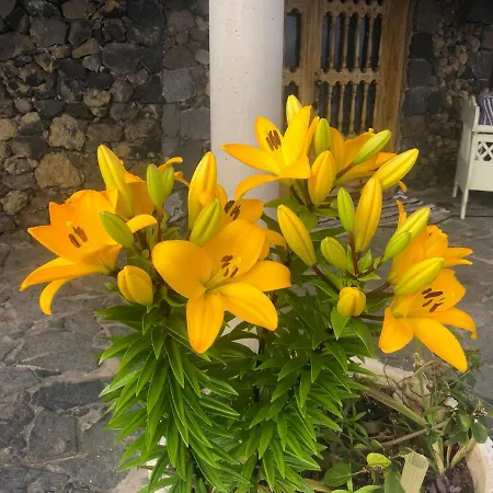 Ecolodge Tenerife Vakantiehuis *